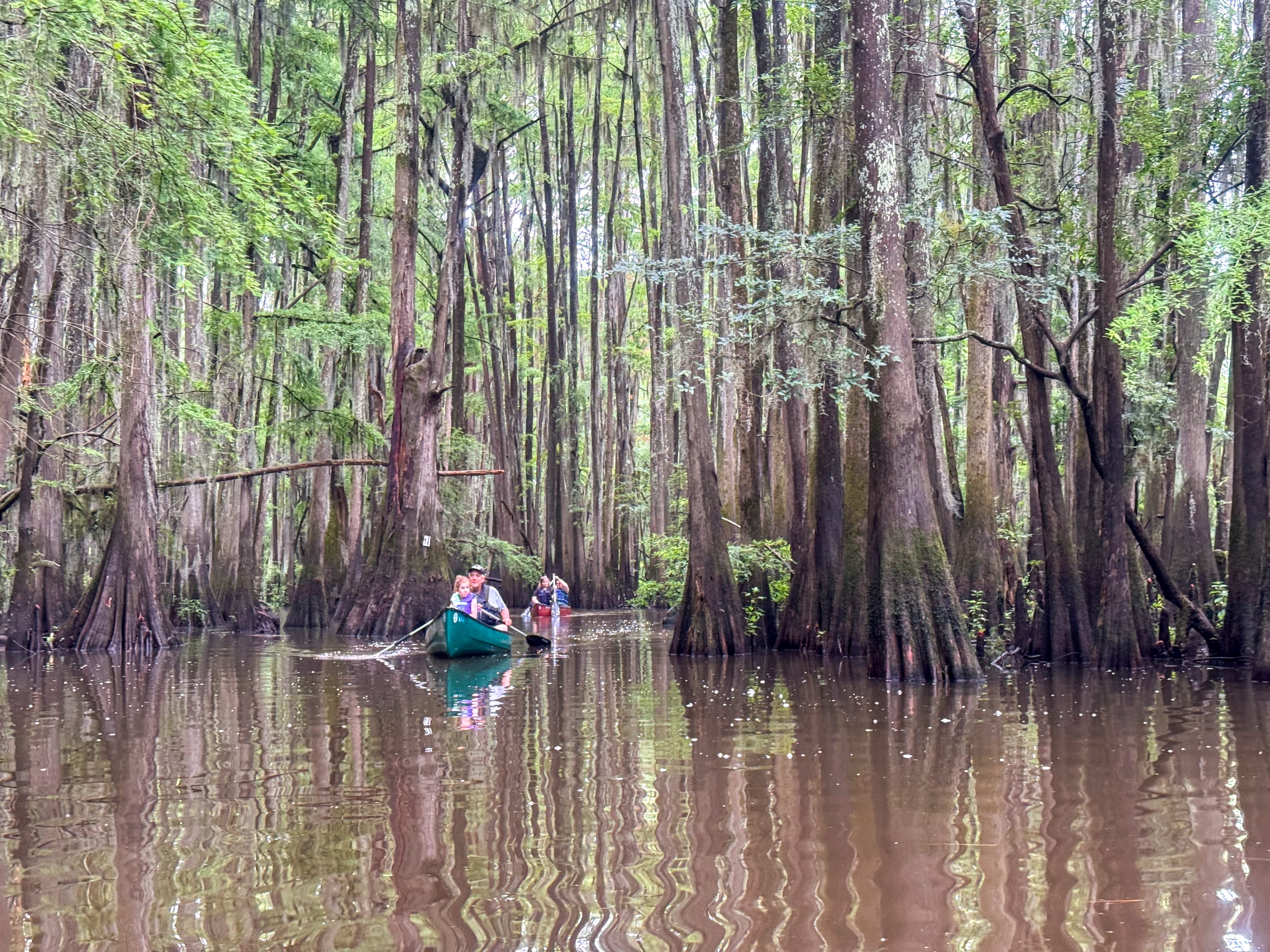 Family canoeing through the cypress forest
