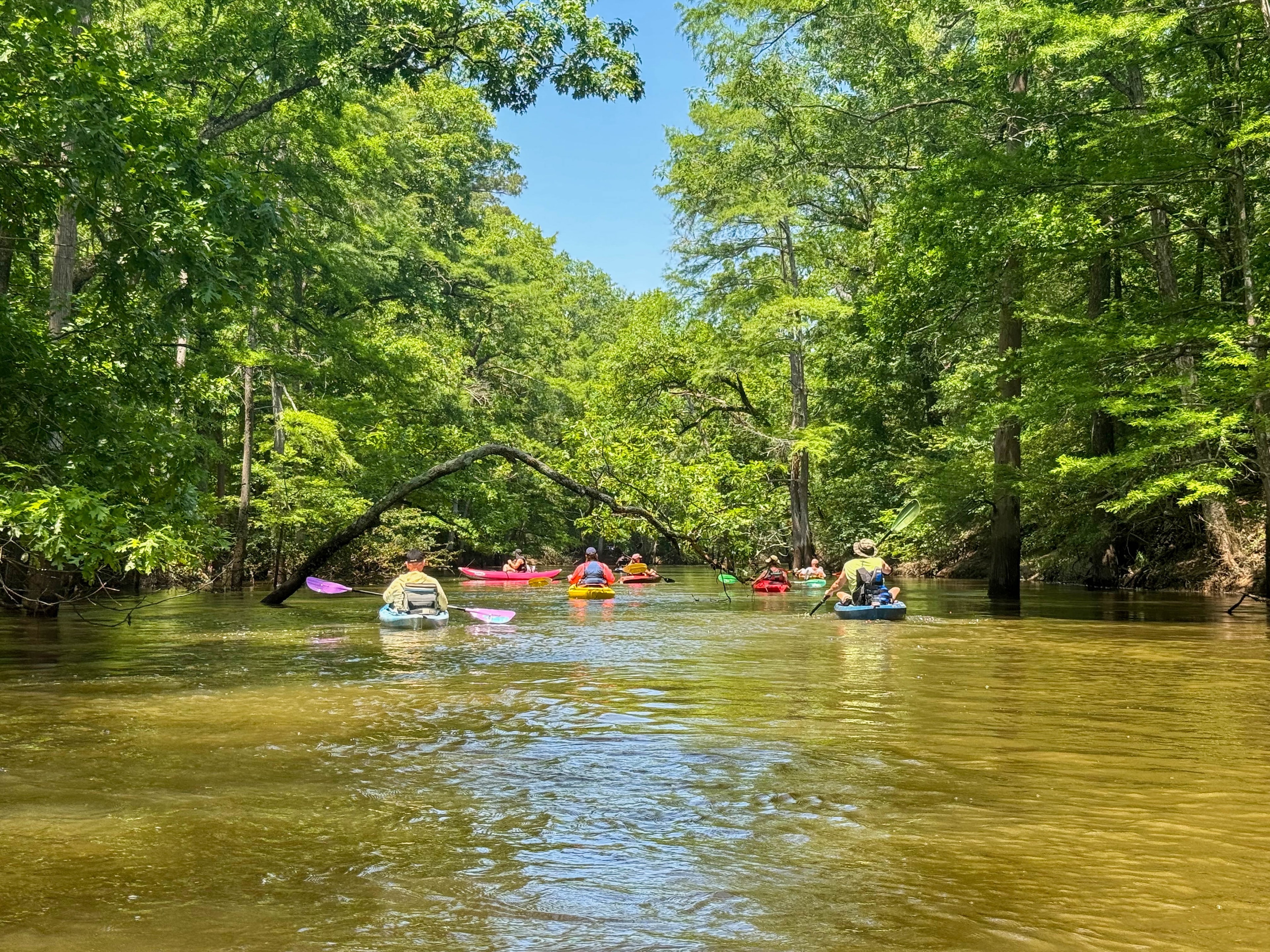 Group of kayakers paddling through the cypress bayou