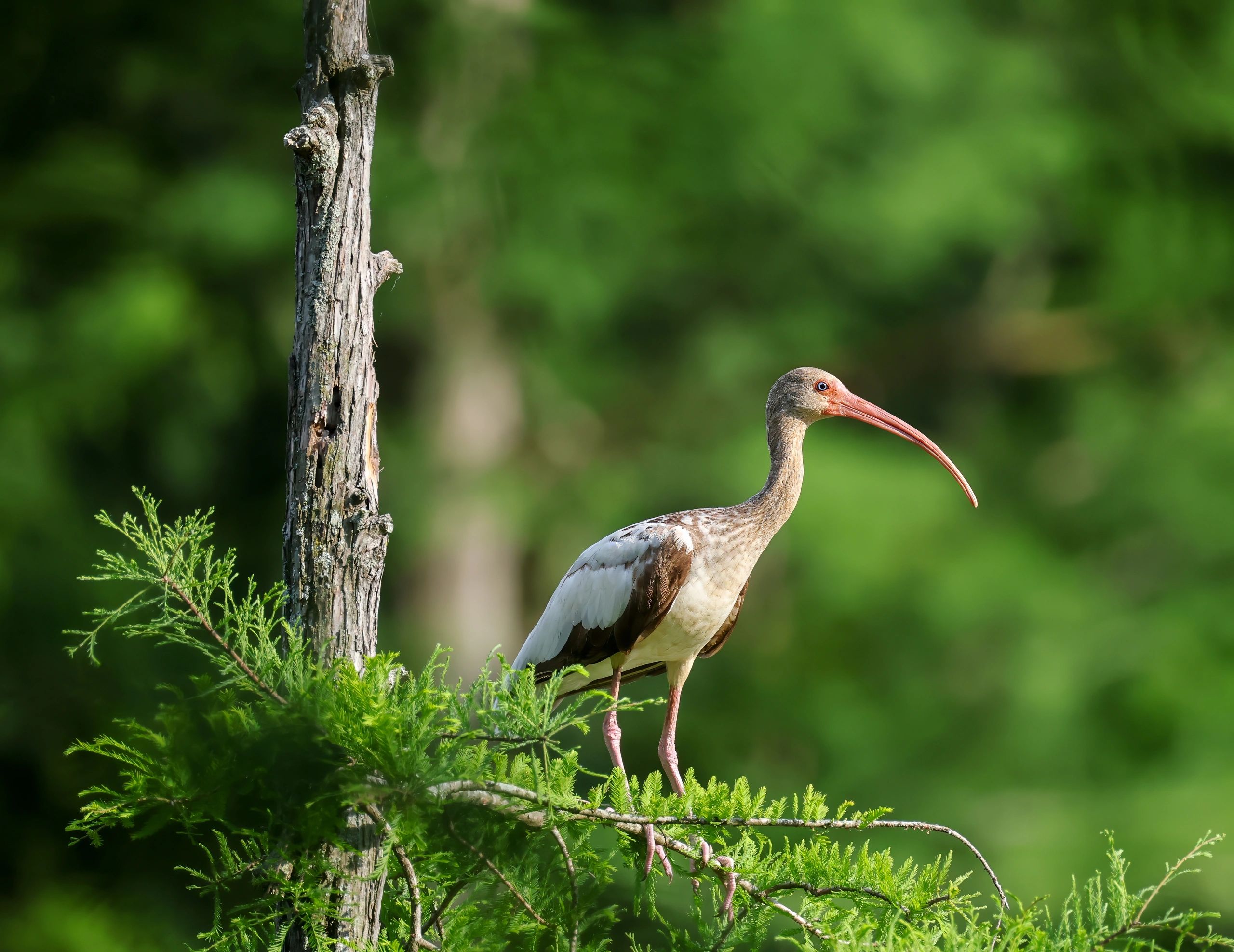 Paddling through East Texas bayou