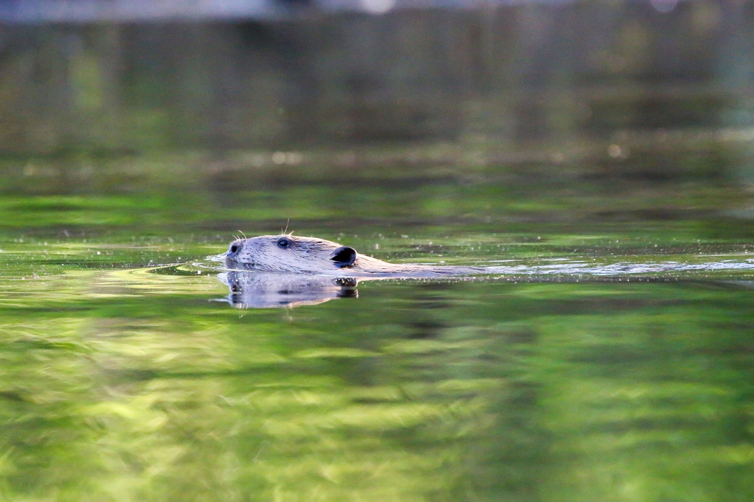 Nutria swimming in clear green water