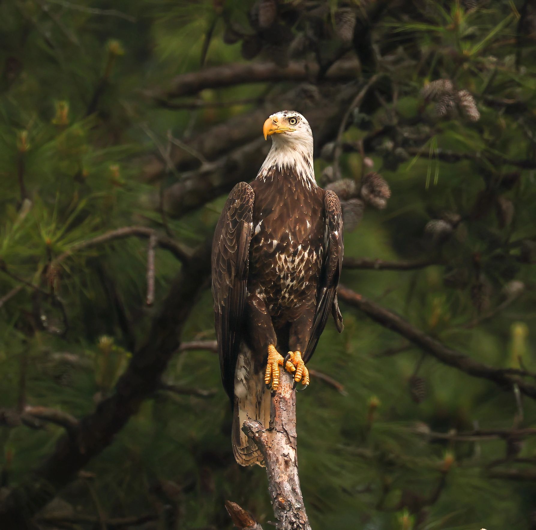 Wildlife scene on East Texas waterway
