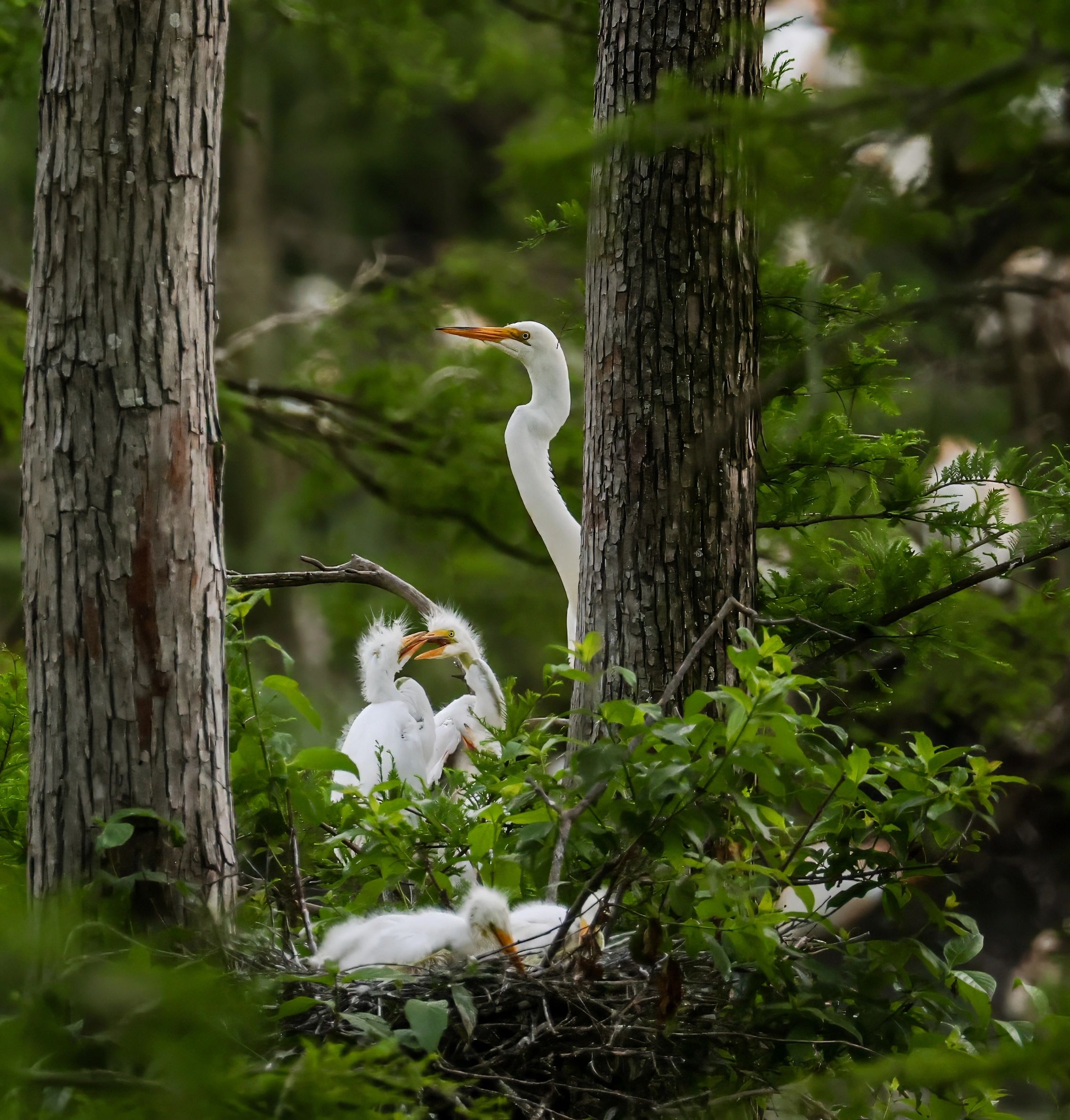 White egrets nesting in cypress trees on the bayou
