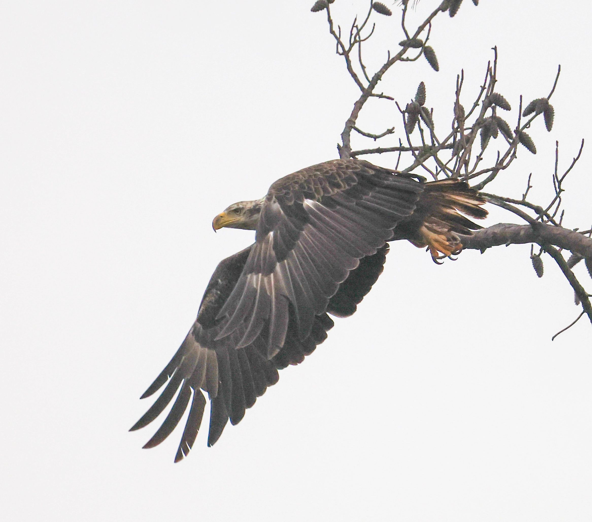 Eagle spotted on the water
