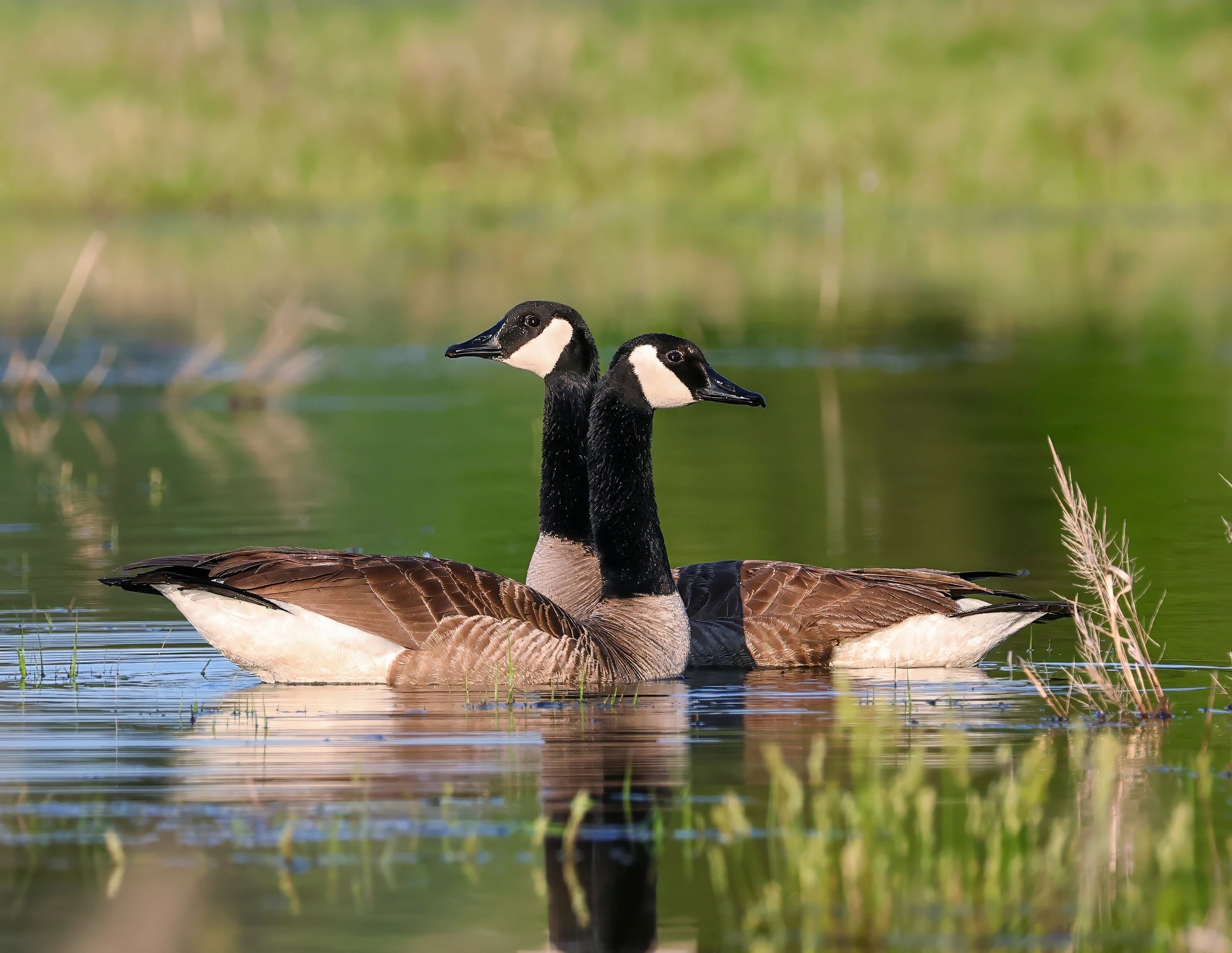 Canada geese on the water